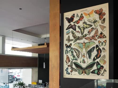 עיצוב חדר פרפר מונרך צבעוני Papillons תרשים לוחית ספר רטרו רטרו בוטני טבע חיה וינטג